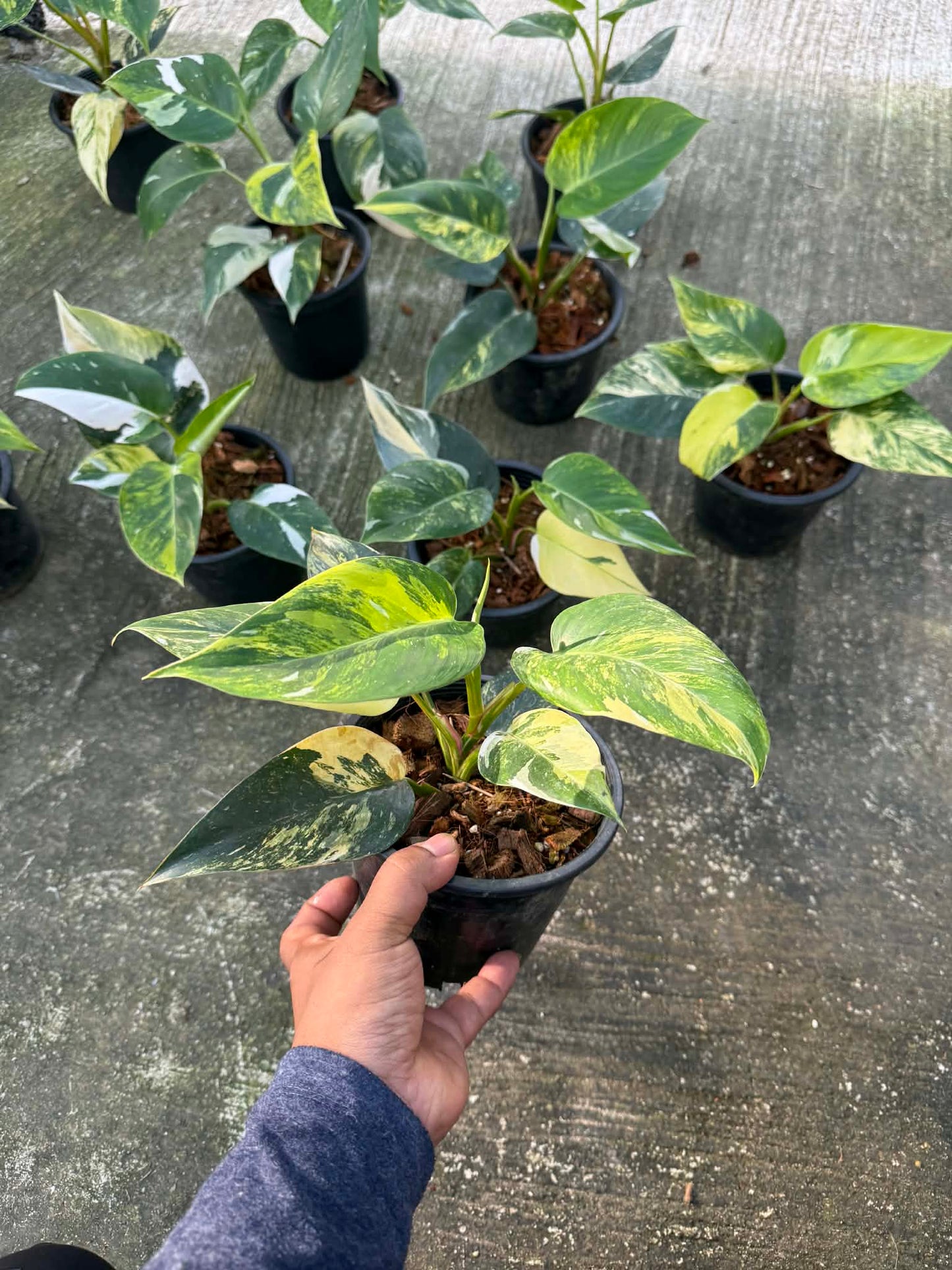 Philodendron White Princess Tricolor Variegated — Set of 10 Plants