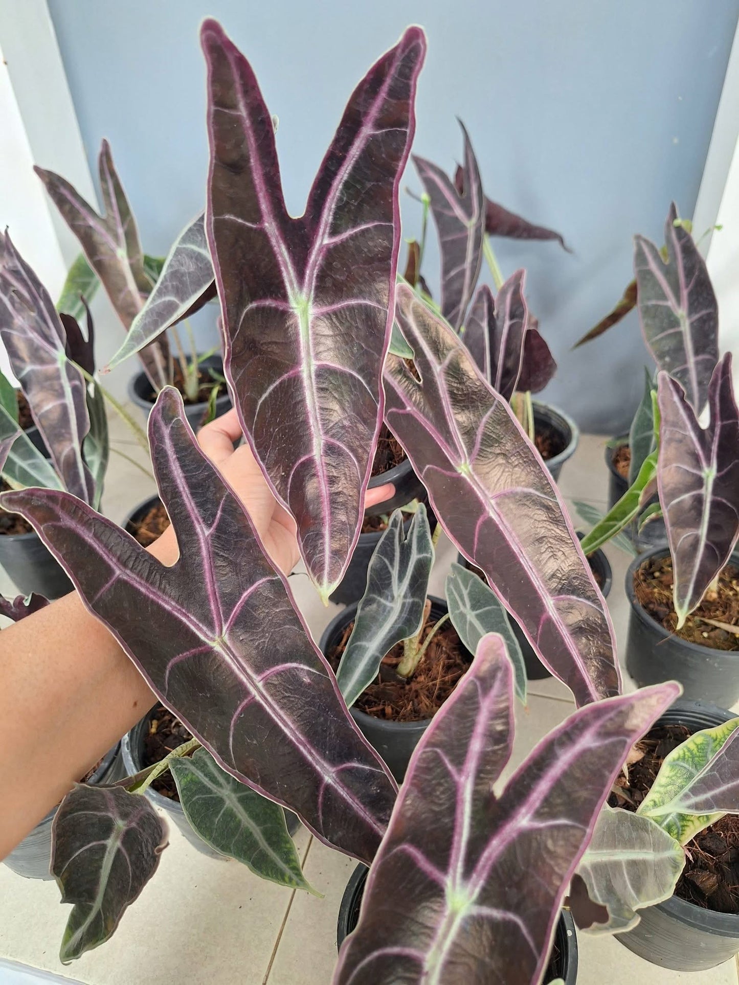 Alocasia Longiloba Purple (Black Cobra) Wholesale Set of 5 Plants