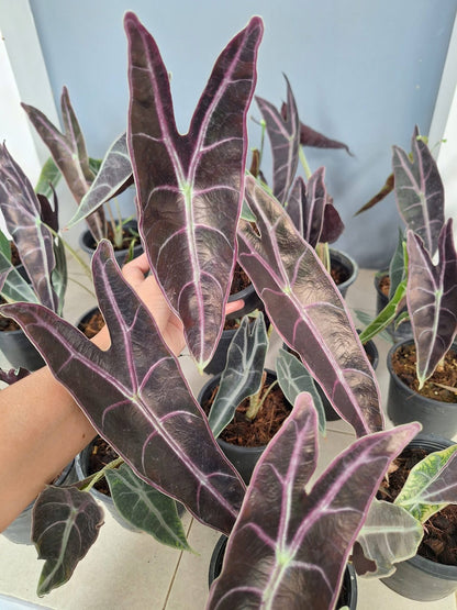 Alocasia Longiloba Purple (Black Cobra) Wholesale Set of 5 Plants