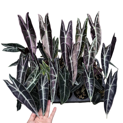 Alocasia Longiloba Purple (Black Cobra) Wholesale Set of 5 Plants