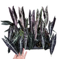 Alocasia Longiloba Purple (Black Cobra) Wholesale Set of 5 Plants