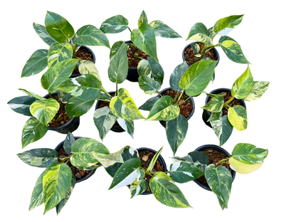 Philodendron White Princess Tricolor Variegated — Set of 10 Plants