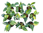 Philodendron White Princess Tricolor Variegated — Set of 10 Plants
