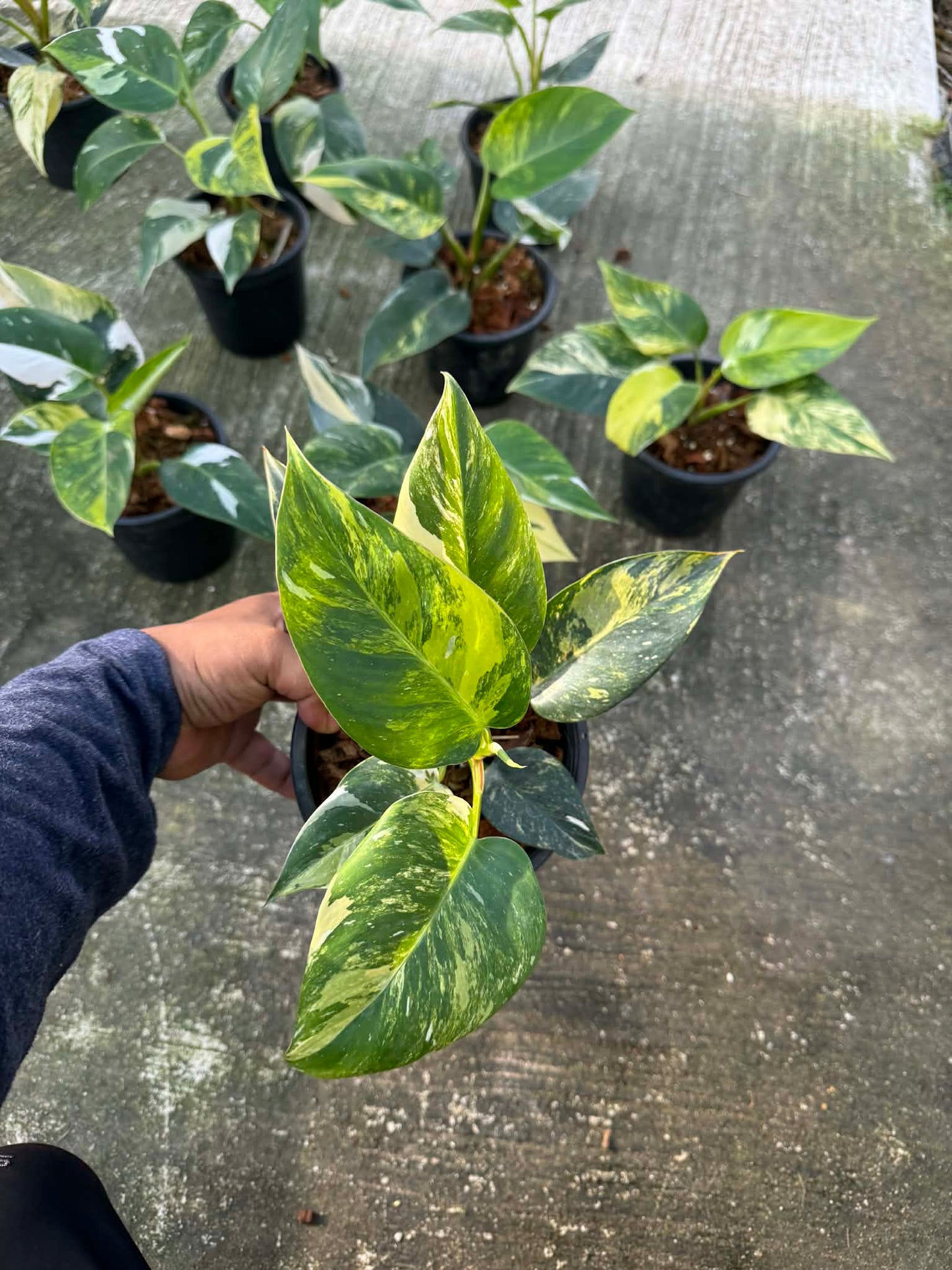Philodendron White Princess Tricolor Variegated — Set of 10 Plants