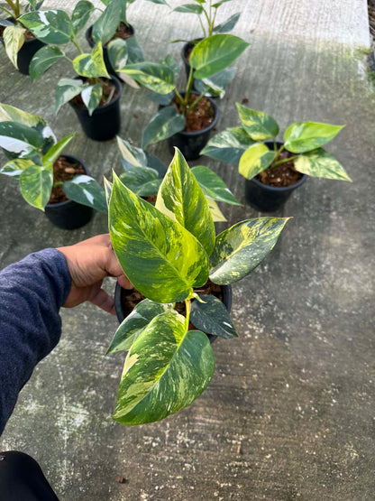 Philodendron White Princess Tricolor Variegated — Set of 10 Plants