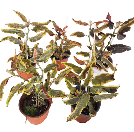 Begonia Dainty Spray Sport Variegated Wholesale Set of 10 Plants