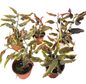 Begonia Dainty Spray Sport Variegated Wholesale Set of 10 Plants