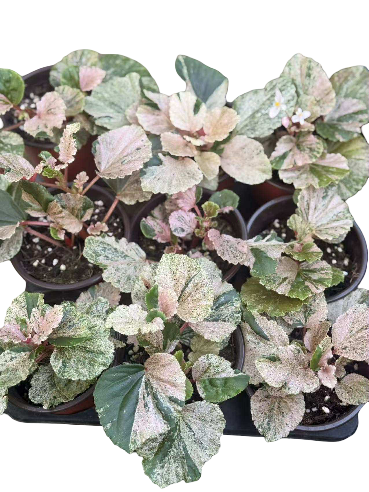 Begonia cucullata Pink Variegated – Wholesale Set of 10 Plants