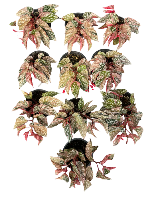 Begonia “Snow Capped” Variegated Wholesale Set of 10 Plants Big