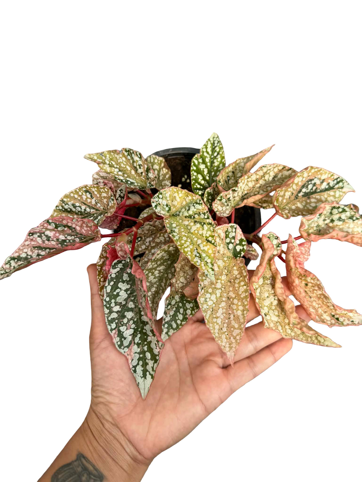 Buy Begonia “Snow Capped” Variegated | Thailand Export