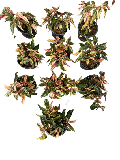 Begonia “Ginny Galaxy” Variegated Wholesale Set of 10 Plants