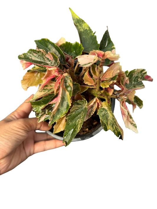 Begonia “Ginny Galaxy” Variegated Wholesale Set of 10 Plants