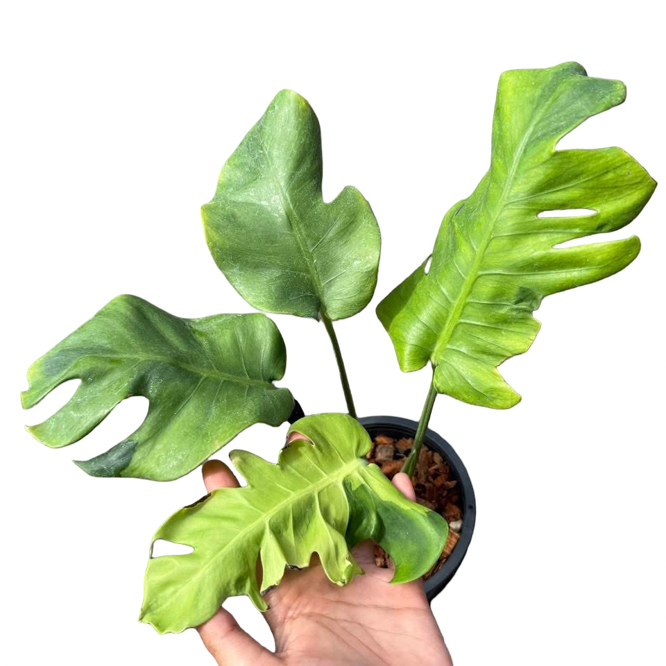 Monstera deliciosa “Flamicito” Variegated