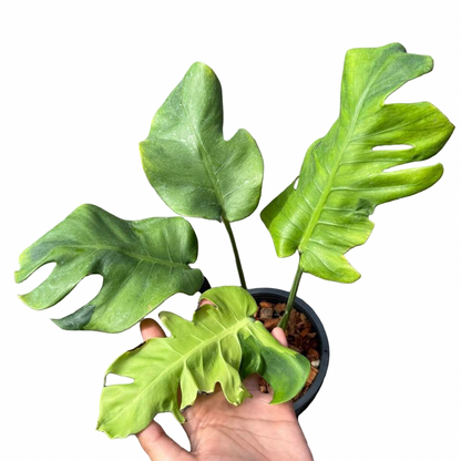 Monstera deliciosa “Flamicito” Variegated