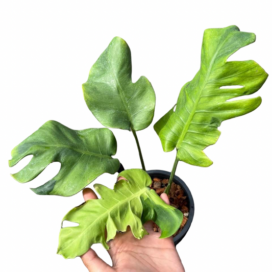 Monstera deliciosa “Flamicito” Variegated