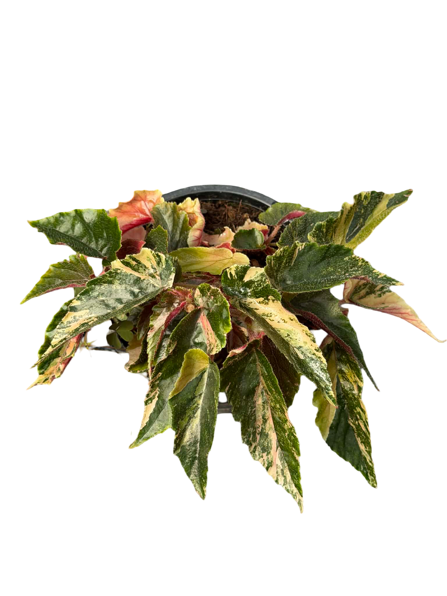 Begonia “Ginny Galaxy” Variegated Wholesale Set of 10 Plants
