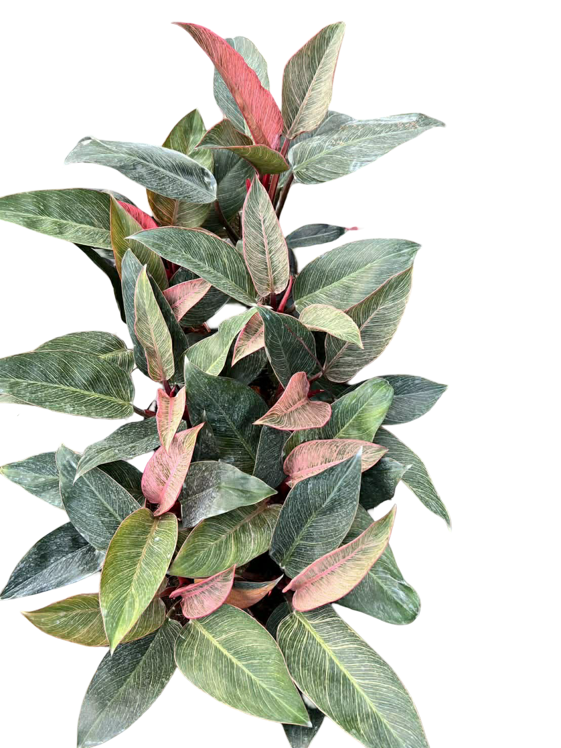 Philodendron Birkin Pink Variegated –(Wholesale Set of 10 Plants)