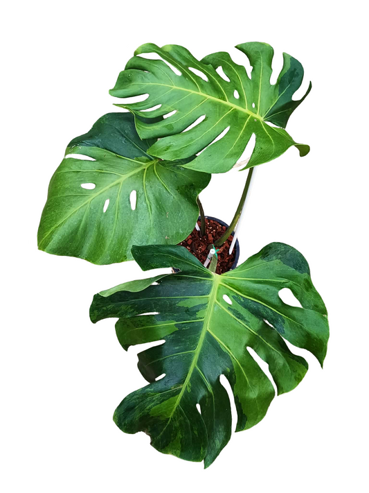 Monstera deliciosa ‘Black Green’ Variegated – Rare Collector’s Plant