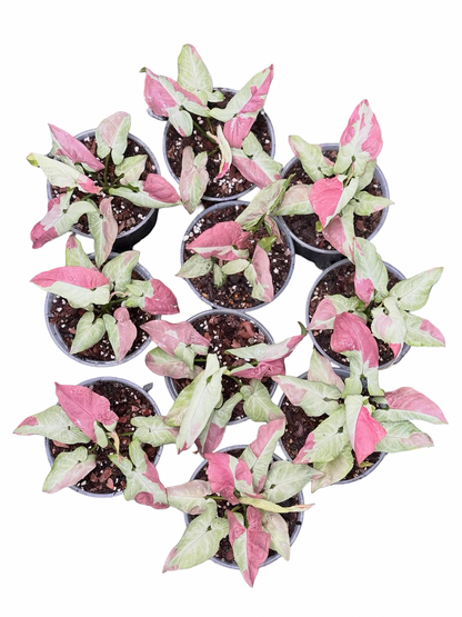 Syngonium ‘Pink Raspberry’ — Set of 5 Plants