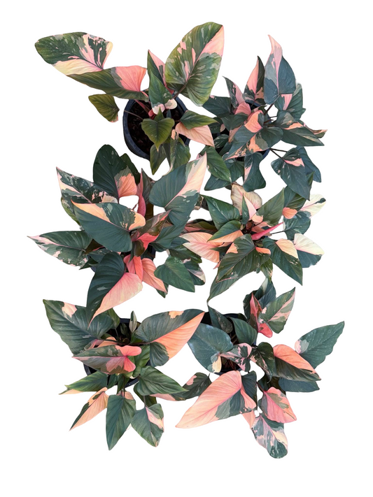 Homalomena Rubescens ‘Pink Diamond’ Variegated – Set of 10 Plants (Large Bushy Clumps)