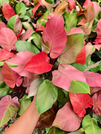 Philodendron Cherry Red Variegated – Big Size (Wholesale Set of 3 Plants)