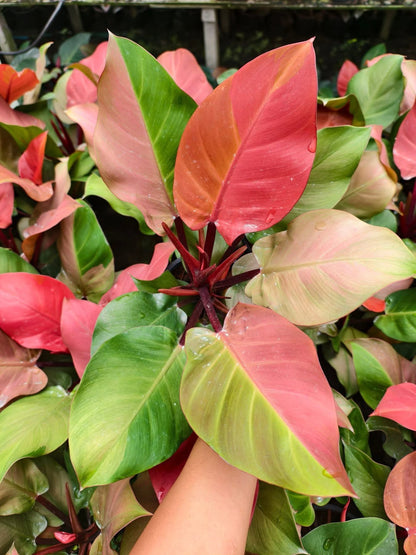 Philodendron Cherry Red Variegated – Big Size (Wholesale Set of 3 Plants)