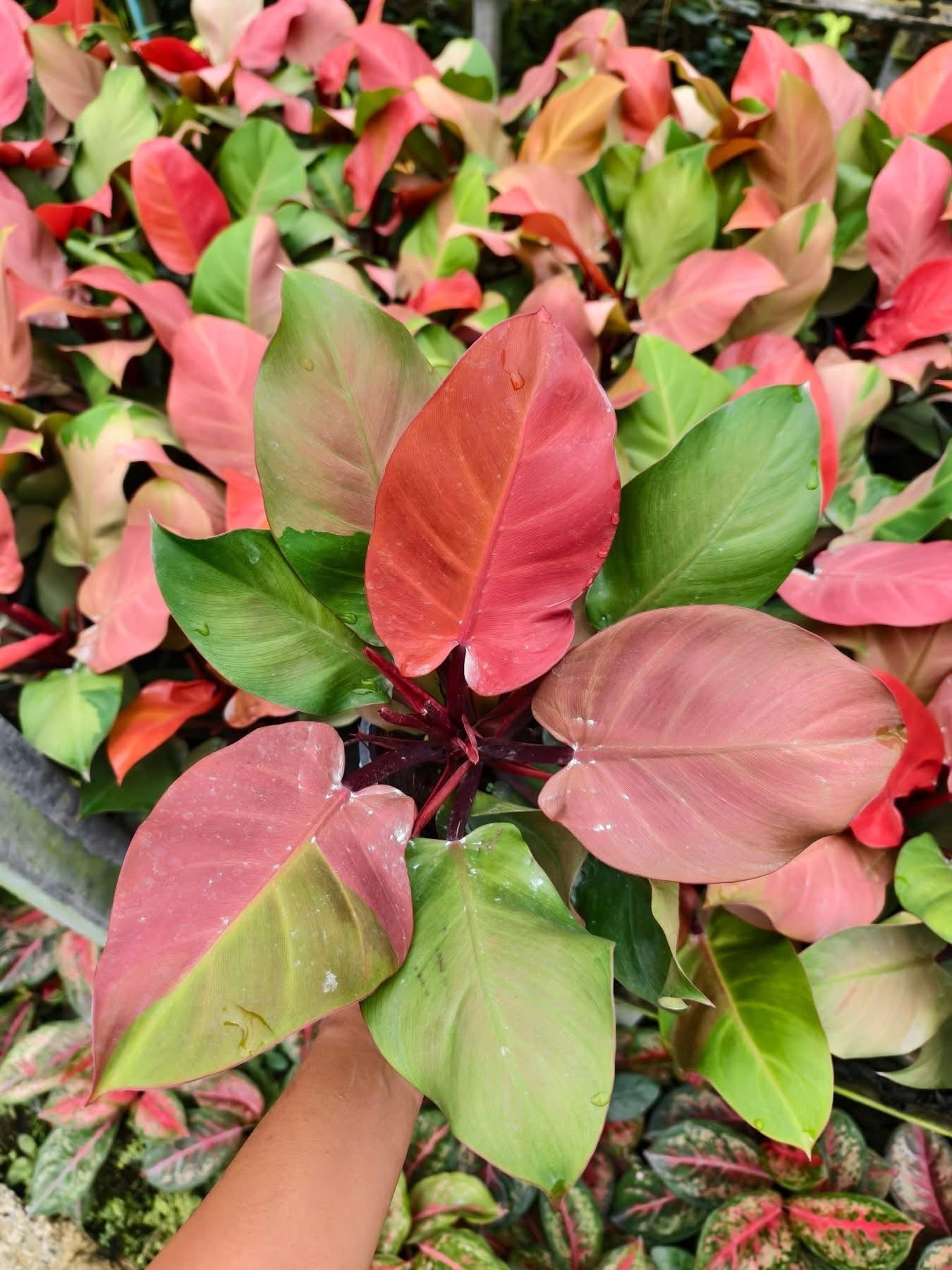 Philodendron Cherry Red Variegated – Big Size (Wholesale Set of 3 Plants)