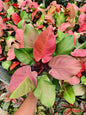 Philodendron Cherry Red Variegated – Big Size (Wholesale Set of 3 Plants)