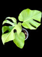 Monstera Deliciosa “Light Lime” – Actual Plant (Rare Collector’s Edition)