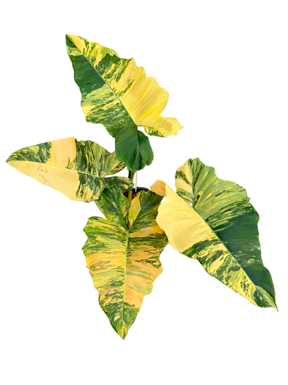 Philodendron “Fiora” Variegated [Florida Beauty x (Mayoi x Black Billietiae)] – New Hybrid Rare Collector’s Edition