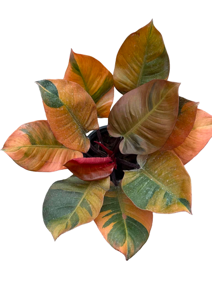 Philodendron Black Cardinal Variegated Big Size
