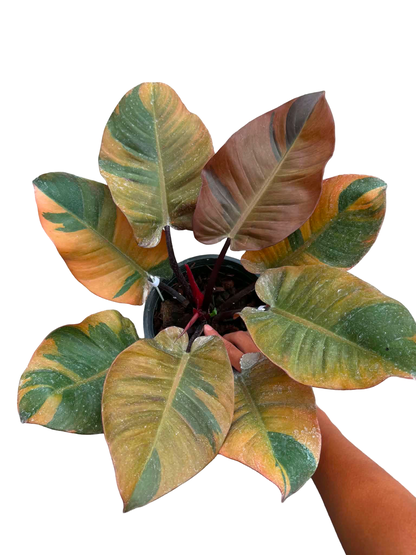 Philodendron Black Cardinal Variegated Big Size
