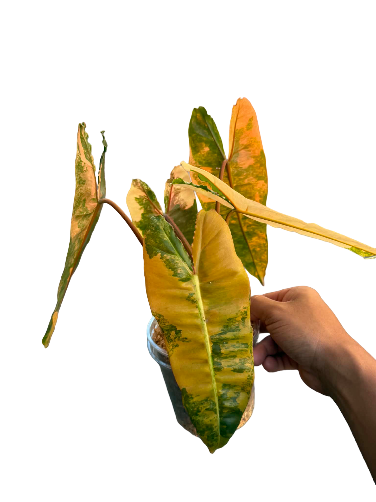 Philodendron ‘Pink Billietiae’ (Billietiae × Black Billietiae)