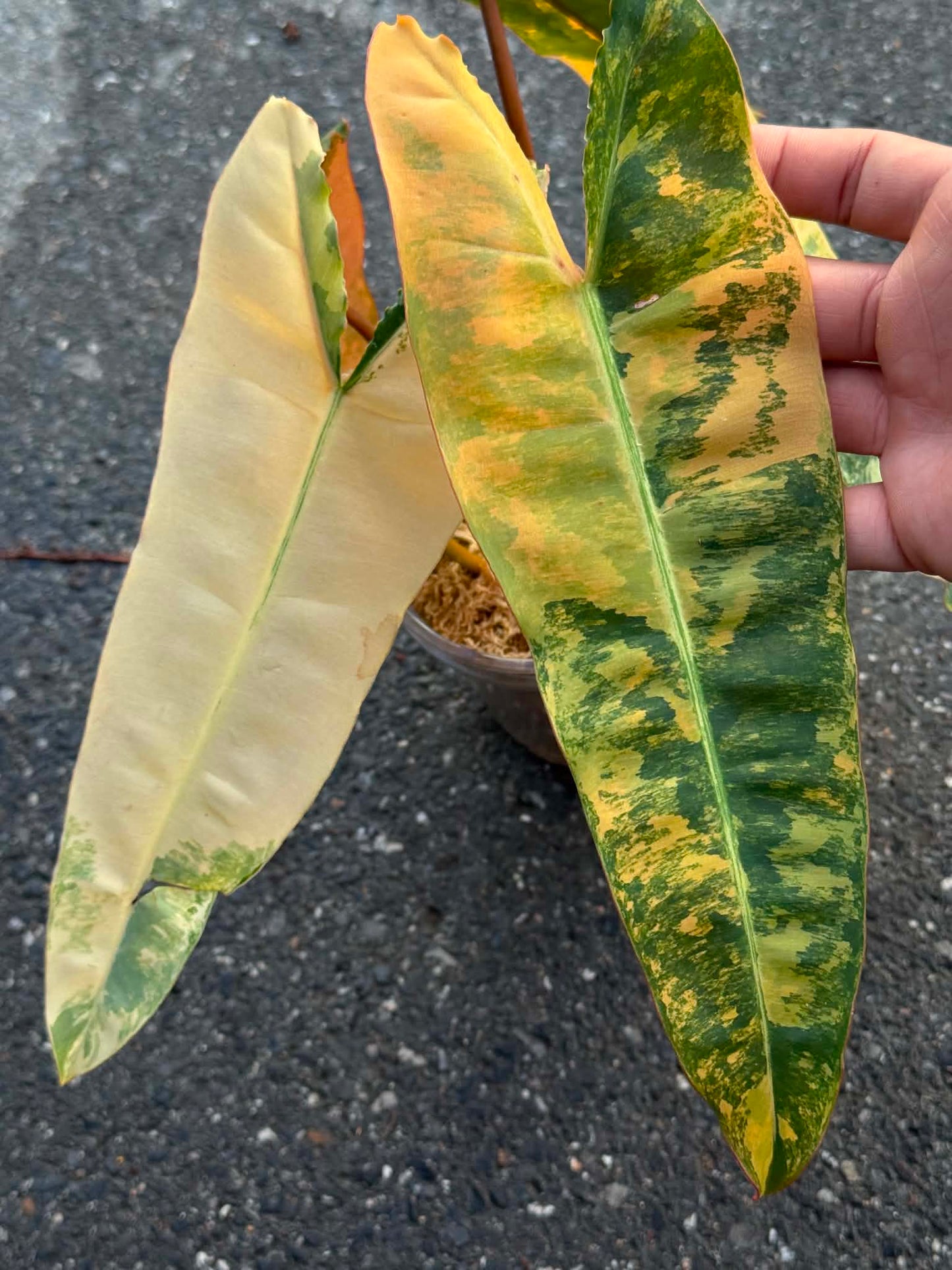 Philodendron ‘Pink Billietiae’ (Billietiae × Black Billietiae)