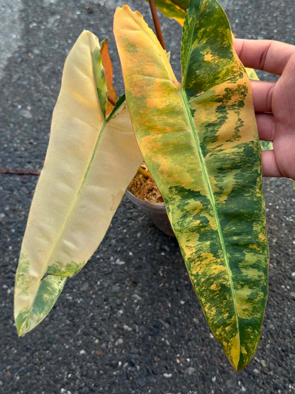 Philodendron ‘Pink Billietiae’ (Billietiae × Black Billietiae)