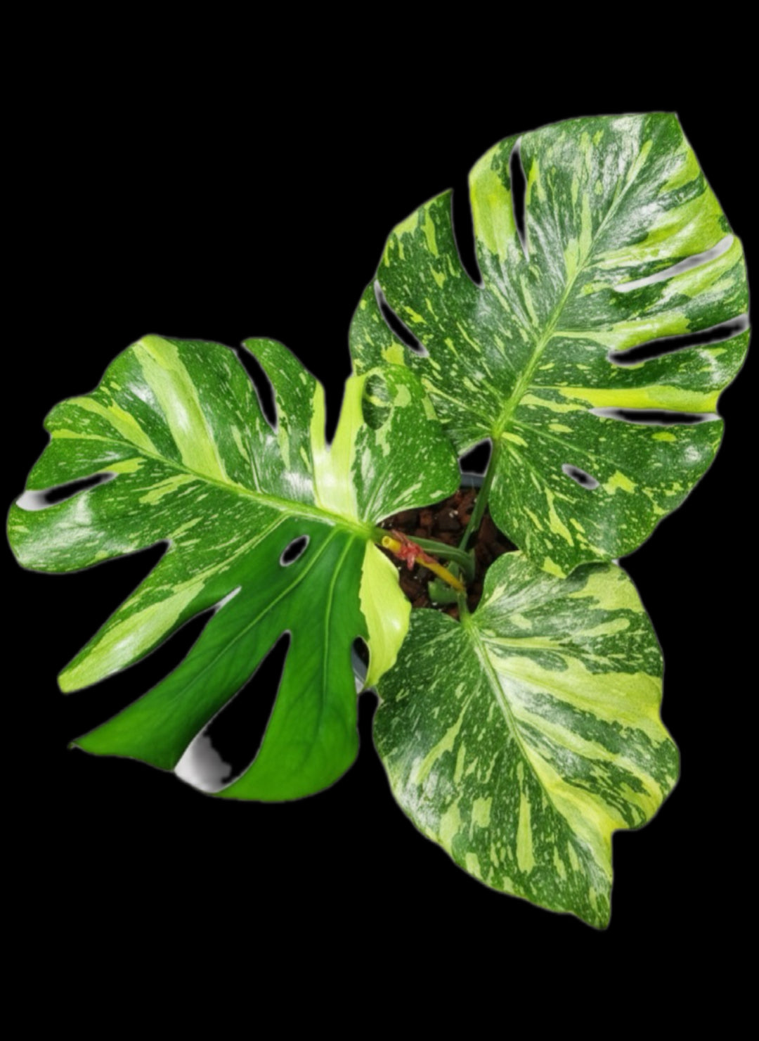 Monstera Deliciosa “Electro Light (Electrolight)” – Actual Plant (Rare Collector’s Edition)