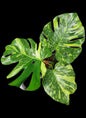 Monstera Deliciosa “Electro Light (Electrolight)” – Actual Plant (Rare Collector’s Edition)