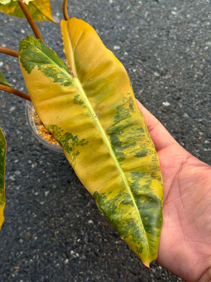 Philodendron ‘Pink Billietiae’ (Billietiae × Black Billietiae)