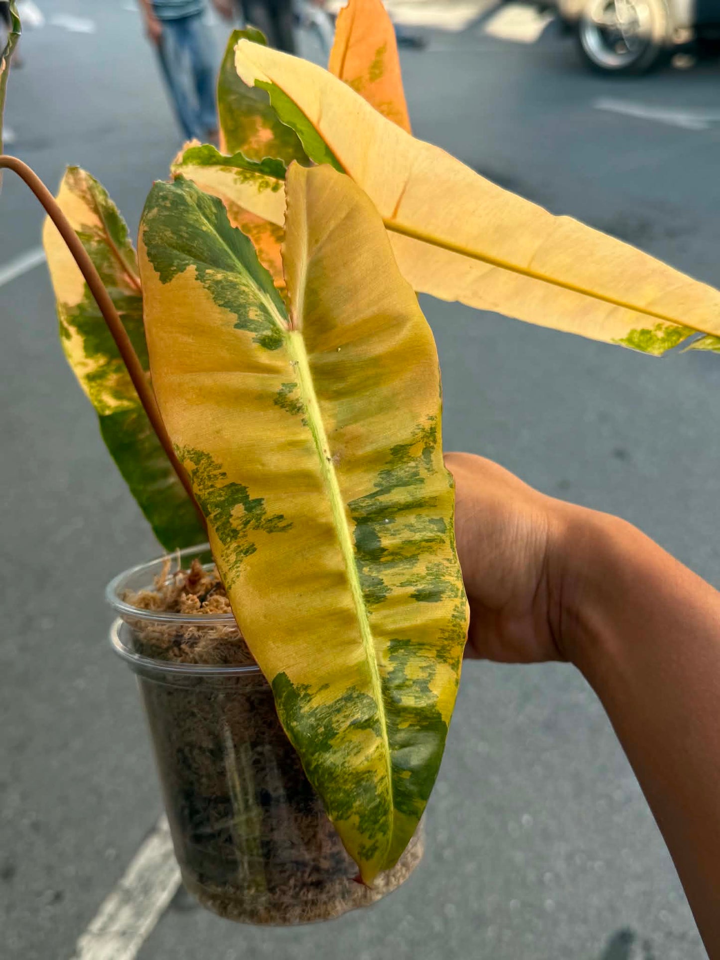 Philodendron ‘Pink Billietiae’ (Billietiae × Black Billietiae)