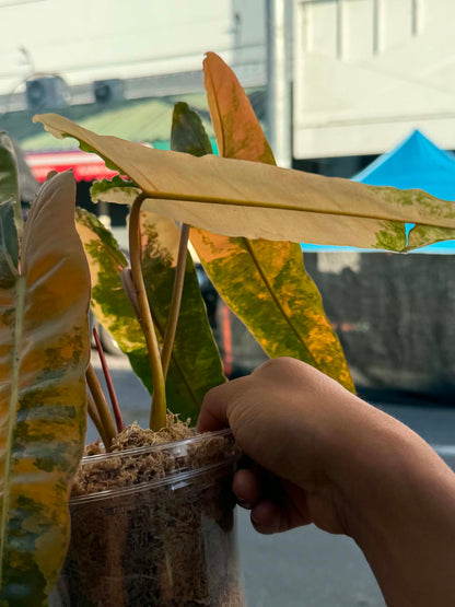 Philodendron ‘Pink Billietiae’ (Billietiae × Black Billietiae)