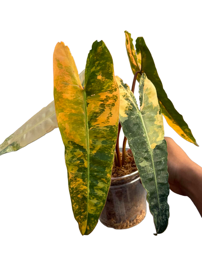 Philodendron ‘Pink Billietiae’ (Billietiae × Black Billietiae)