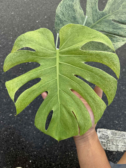 Monstera Deliciosa “Full Mint” Variegated NOID – Actual Plant