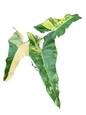 Philodendron Florida Beauty × Maximum Hybrid Variegated