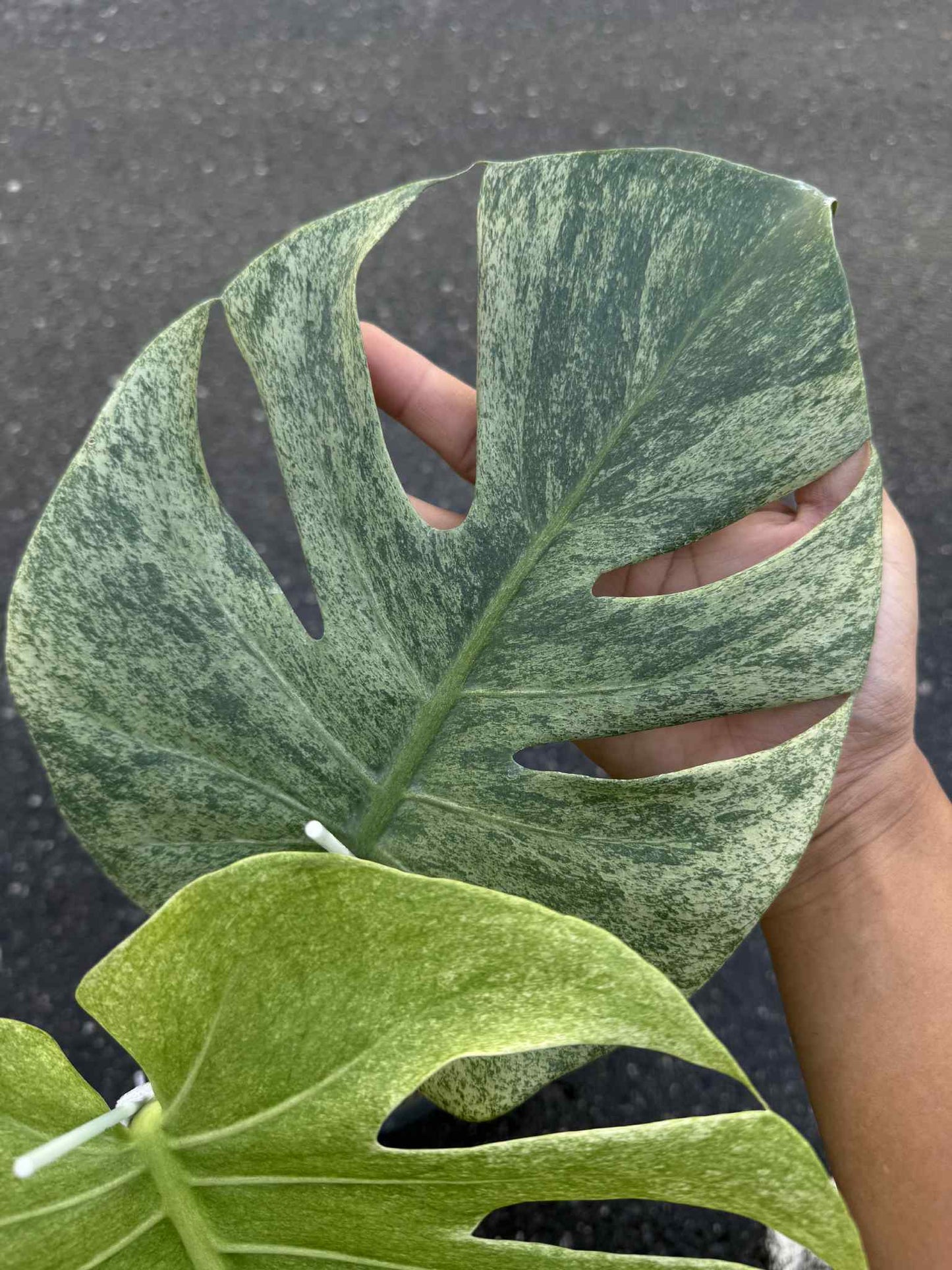 Monstera Deliciosa “Full Mint” Variegated NOID – Actual Plant