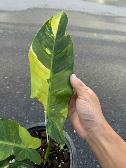 Philodendron Squamiferum x Green Congo Variegated Hybrid – Actual Plant