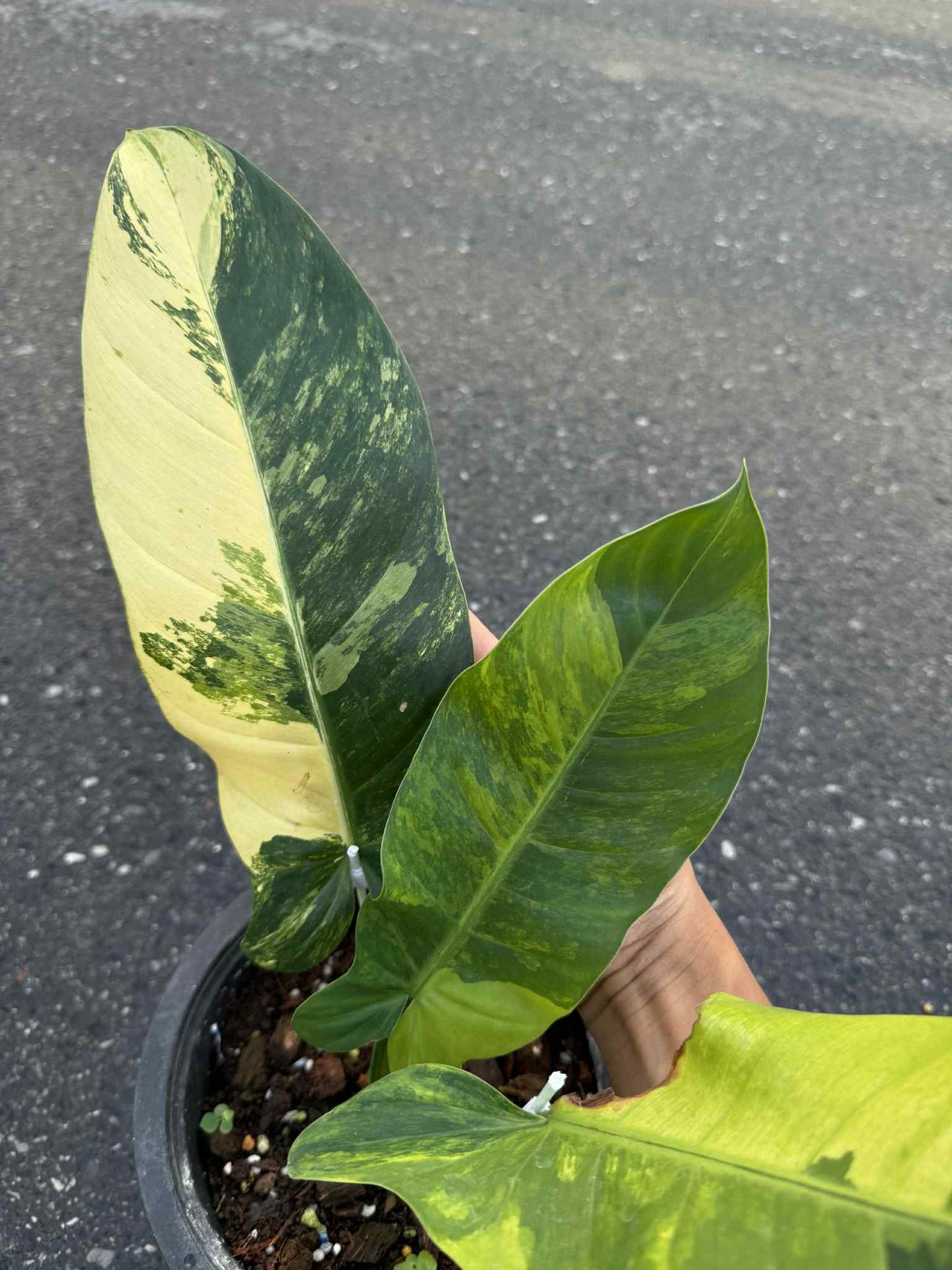 Philodendron Squamiferum x Green Congo Variegated Hybrid – Actual Plant