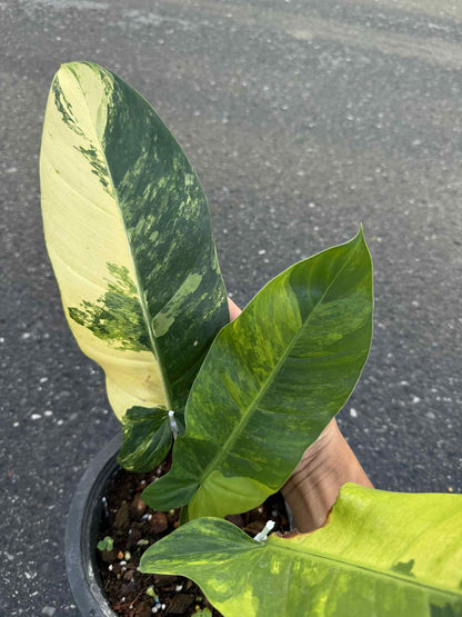 Philodendron Squamiferum x Green Congo Variegated Hybrid – Actual Plant