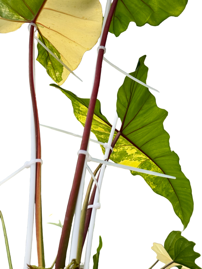 Philodendron Florida Beauty × Maximum Hybrid Variegated