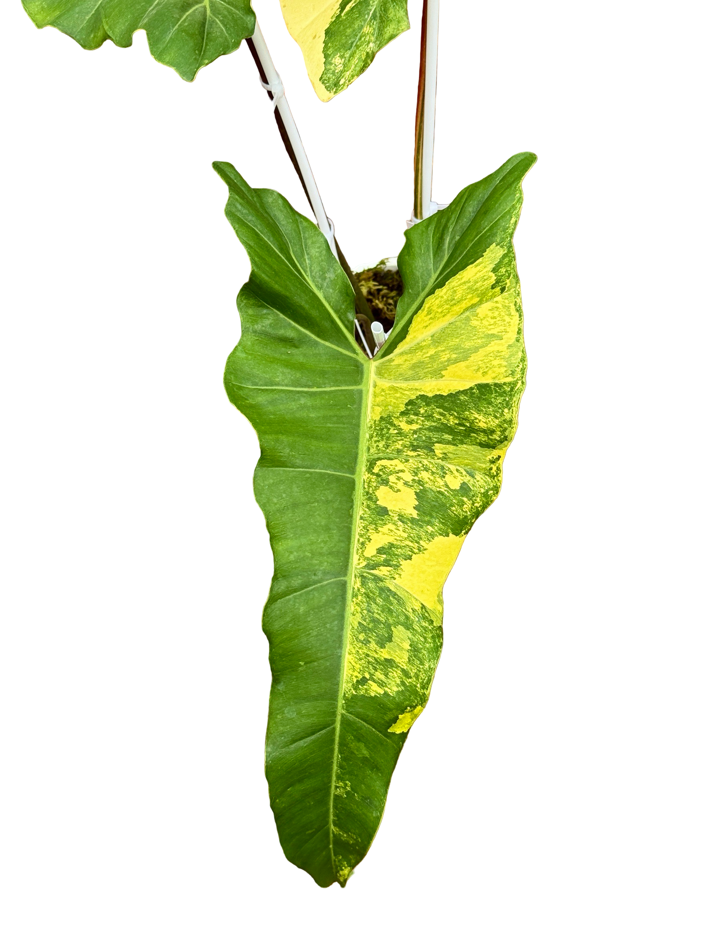 Philodendron Florida Beauty × Maximum Hybrid Variegated