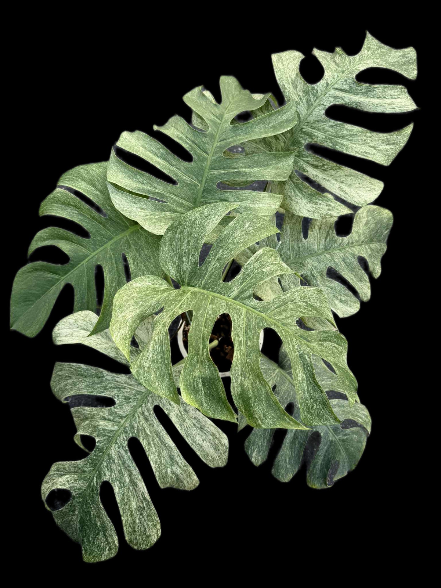 Monstera Borsigiana “Full Mint” Variegated Big Size – Actual Plant